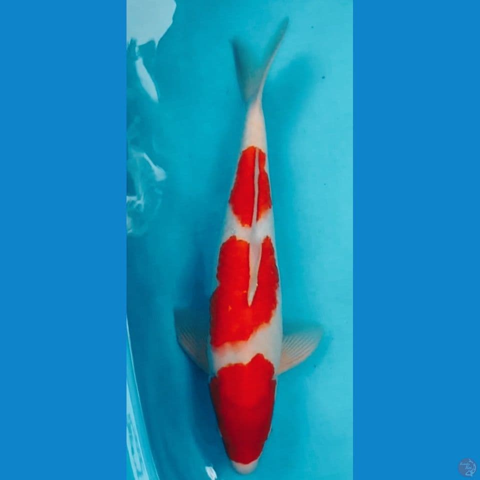 KOHAKU 50CM