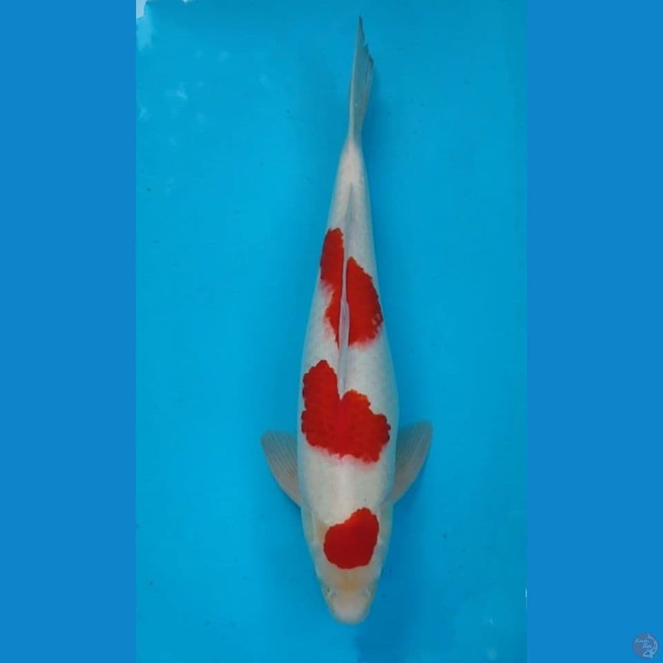 KOHAKU 50CM
