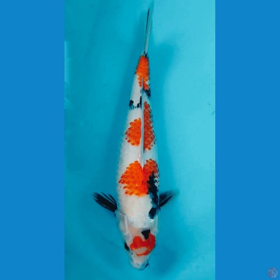 KONOKO 46CM