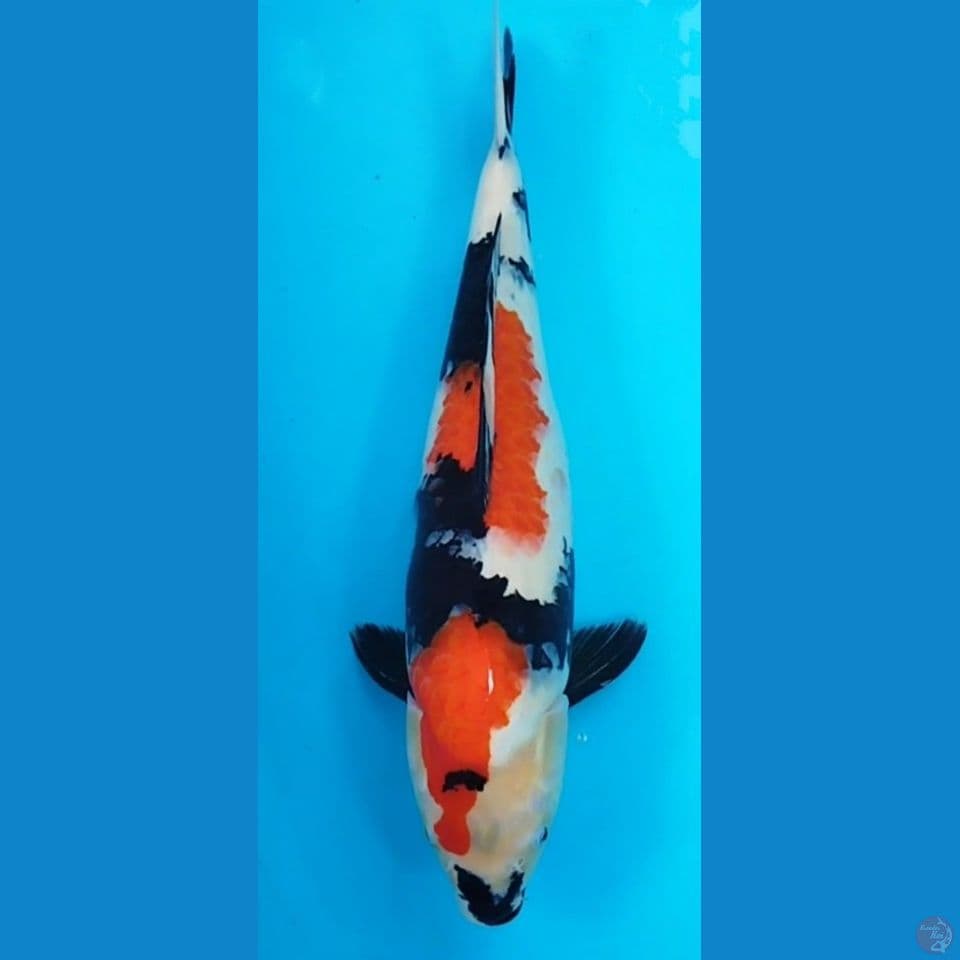 SHOWA 47CM
