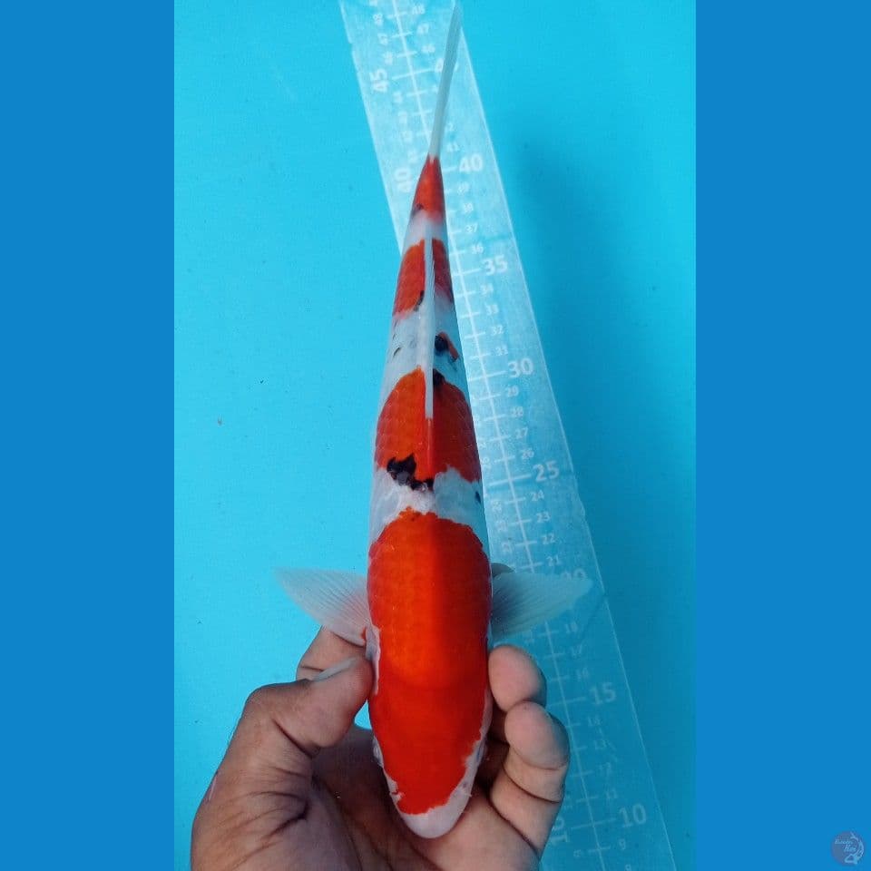 SANKE 30CM
