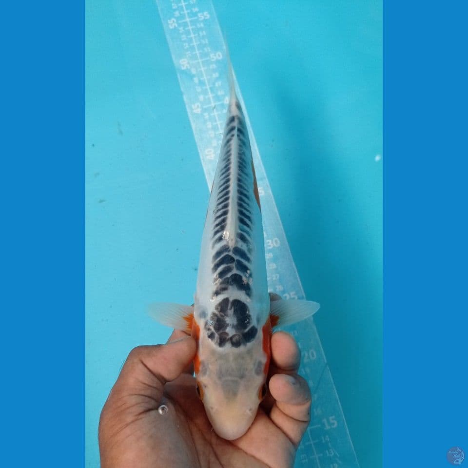 SUSUI 32CM