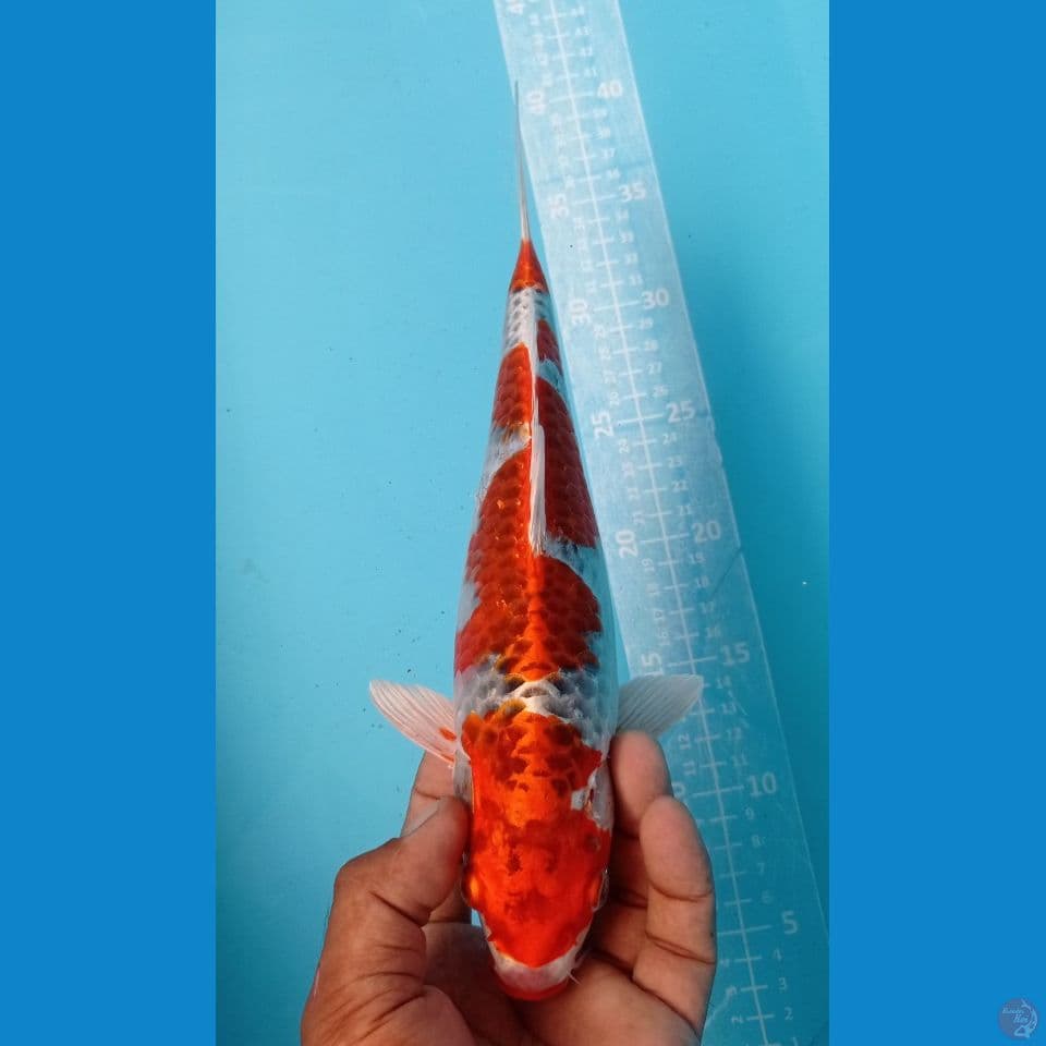 KUJAKU 29CM