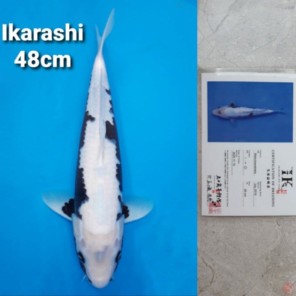 IKARASHI MATSUKAWABAKE 48CM SERTI