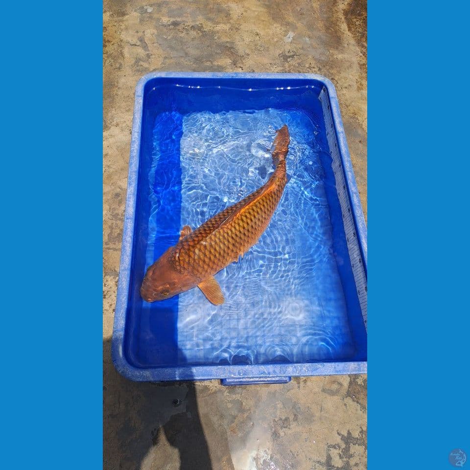 cagoi