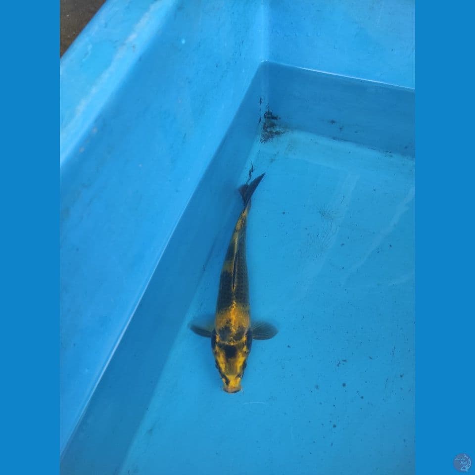 YELLOW UTSURY 3
