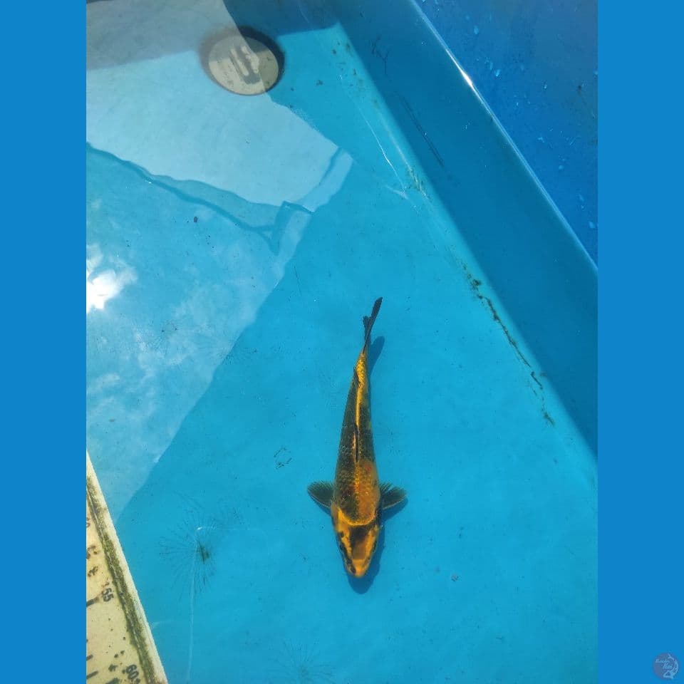 YELOW UTSURY 5