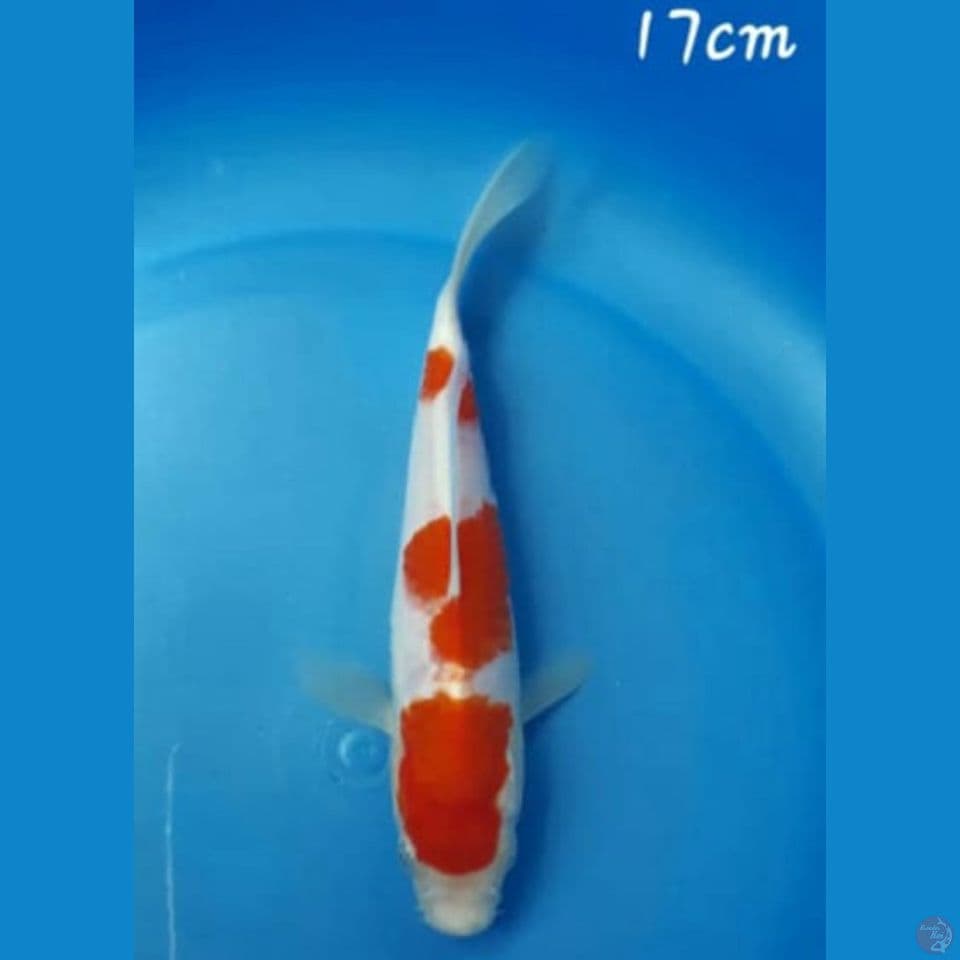 Kohaku 17cm