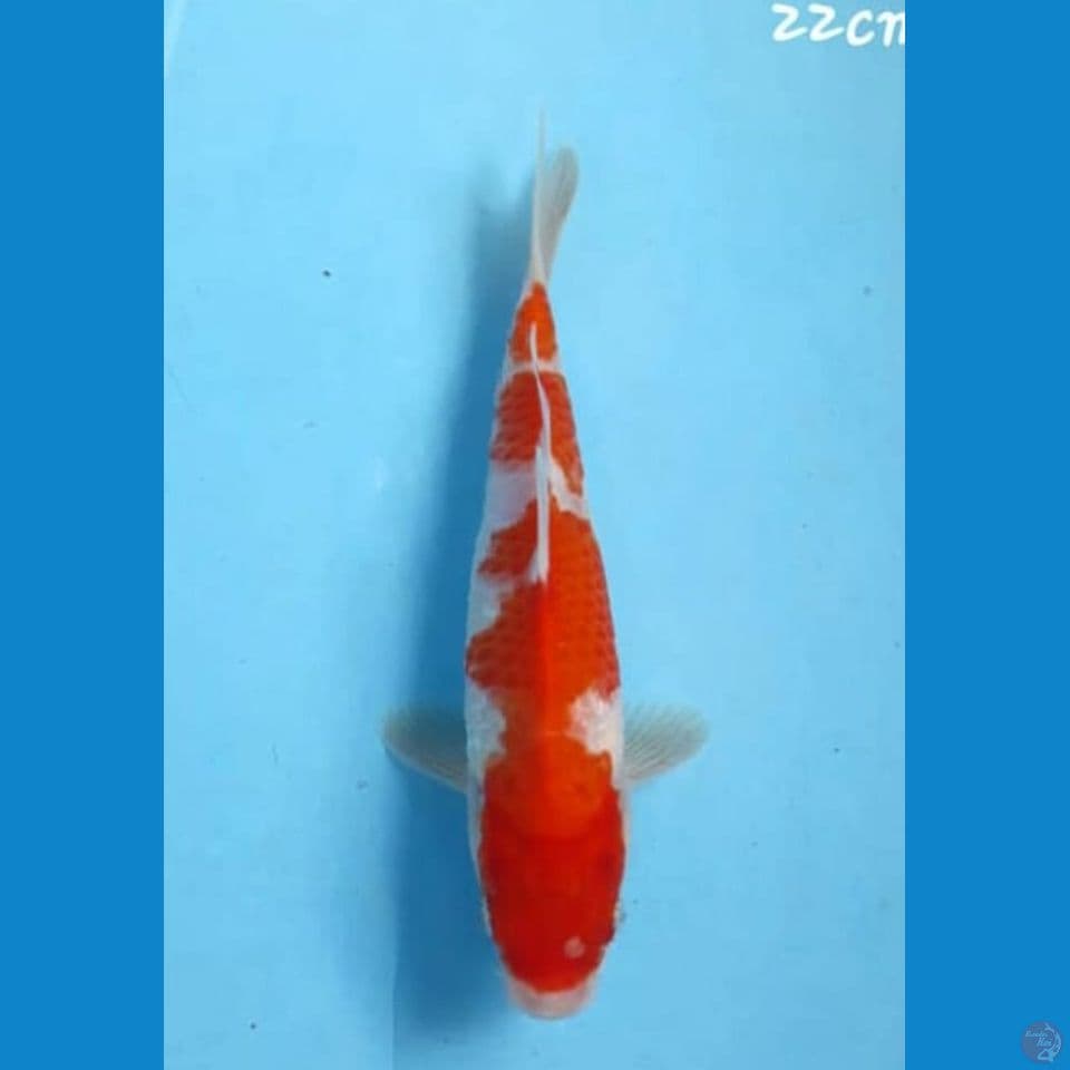 Kohaku 22cm
