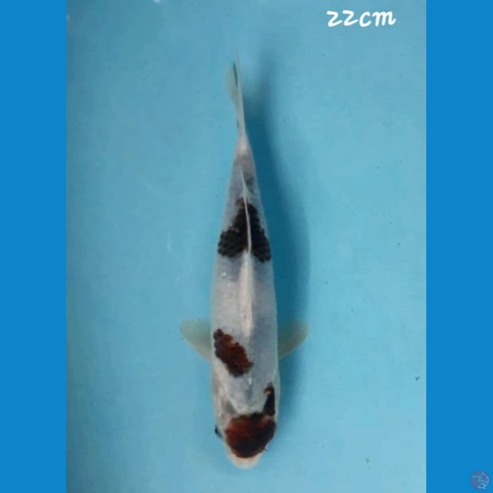 Goromo 22 cm