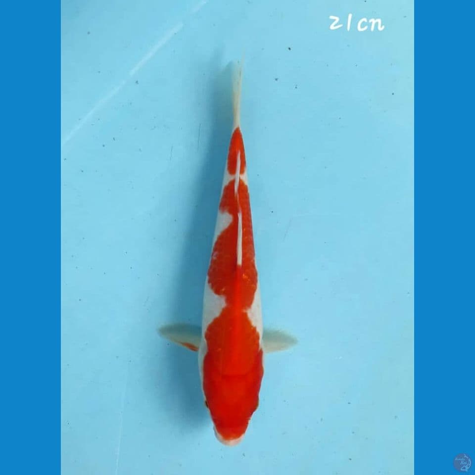 Kohaku 21cm