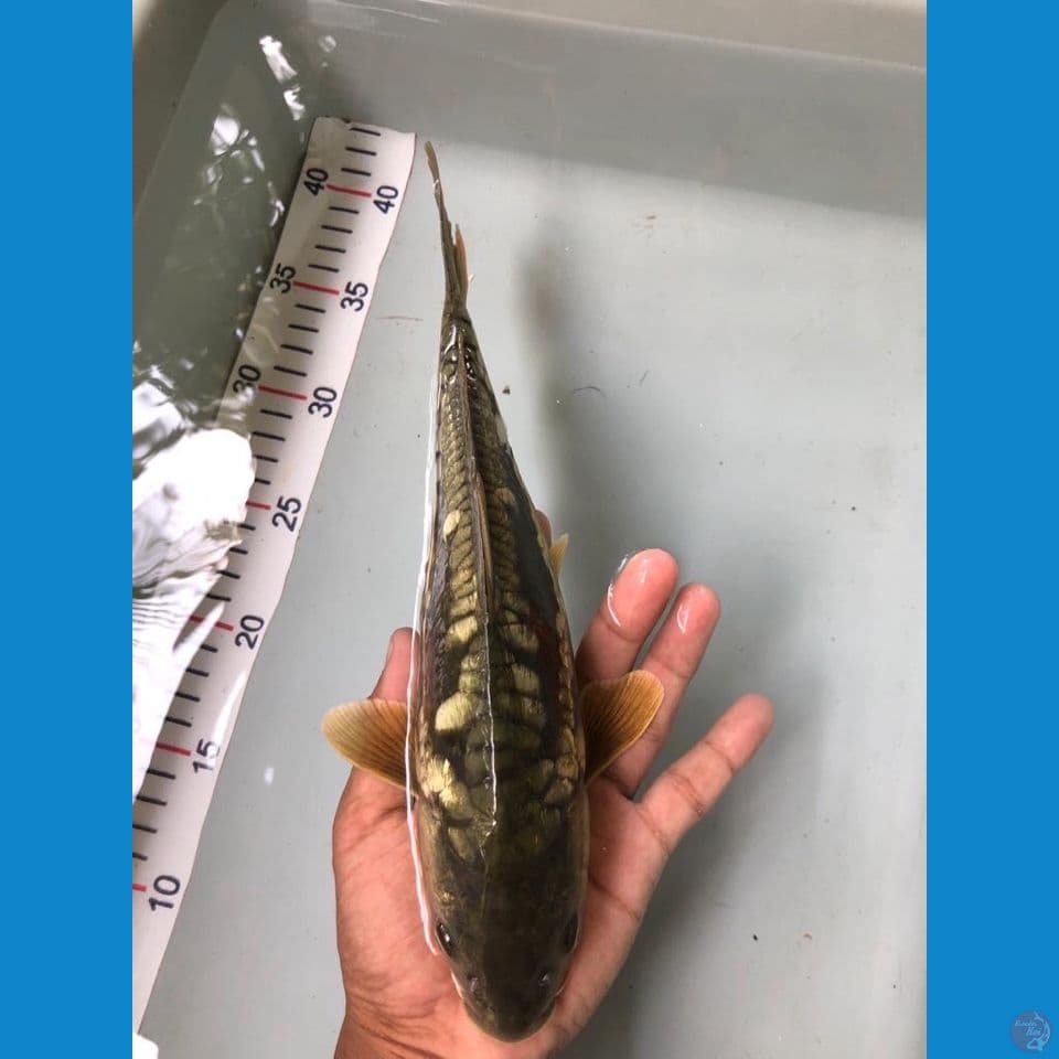 aragoke 30cm