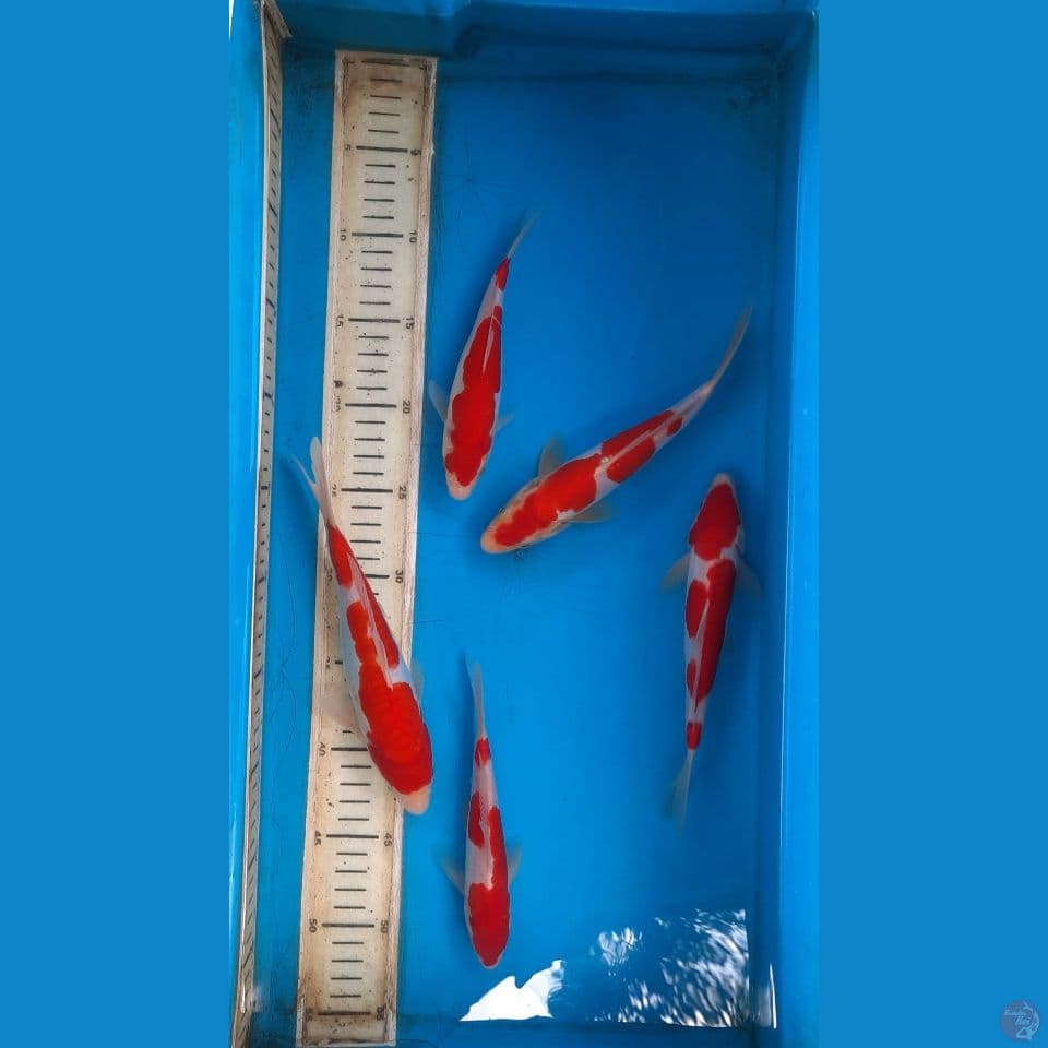 kohaku doits