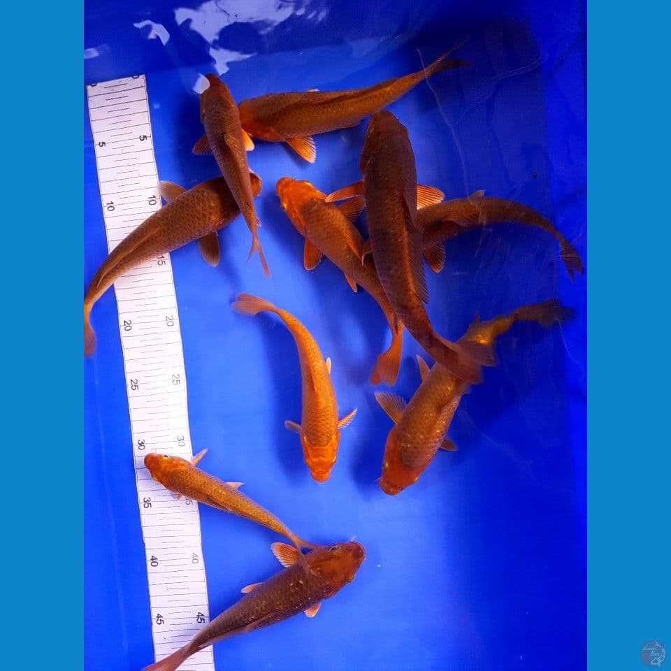 PAKET CARAMEL NON GINRIN 17-24 CM 10 RKOR