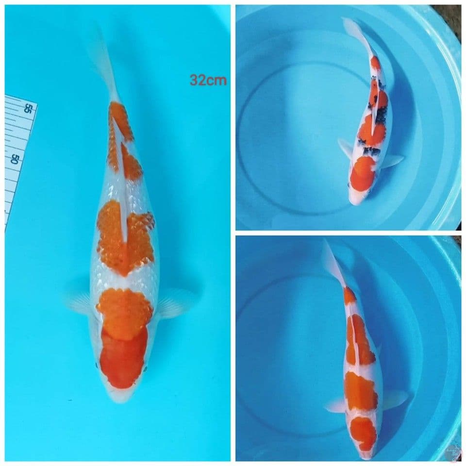 mik ciamik 32_35_38cm