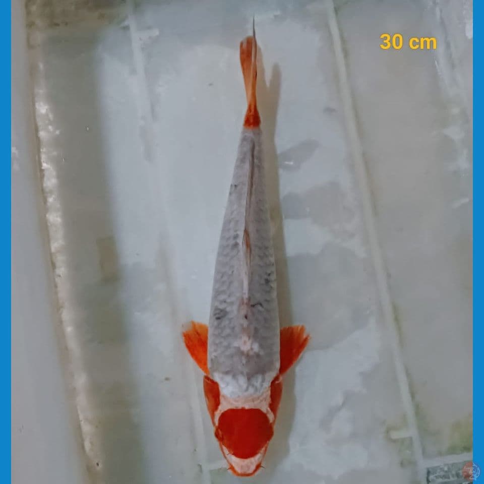 maruten sabikoyo