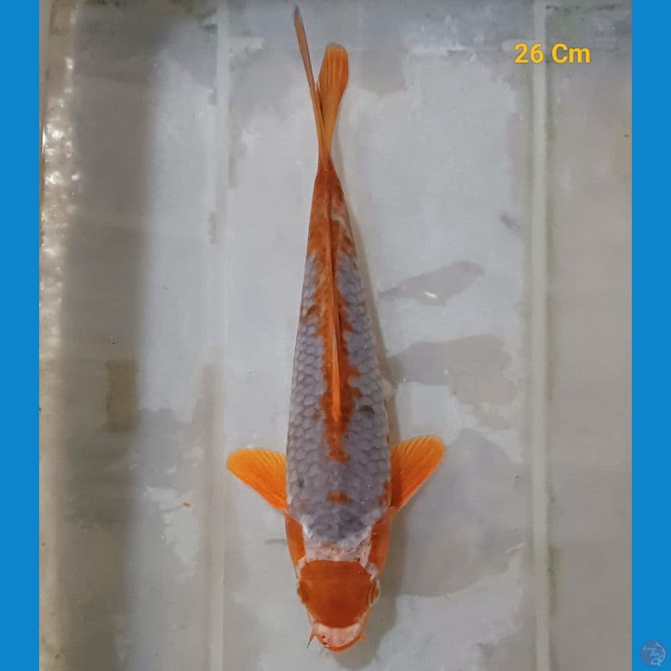 maruten sabikoyo