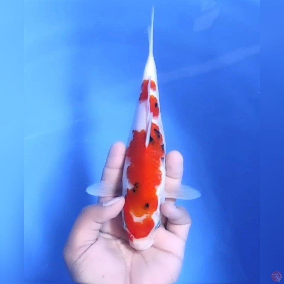 SANKE TATEGOI # 24CM - F
