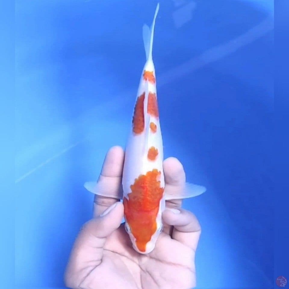 AI GOROMO # 22CM - M