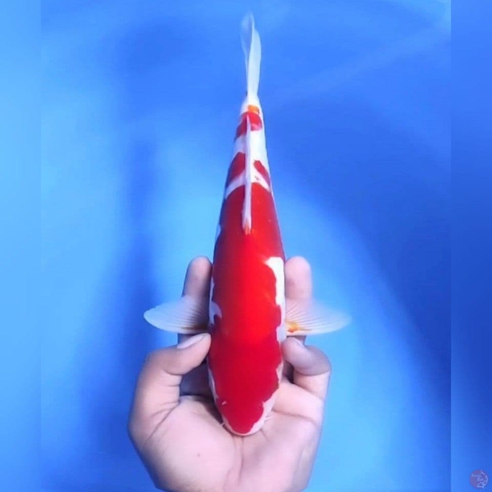 DOITSU KOHAKU # 28CM - M