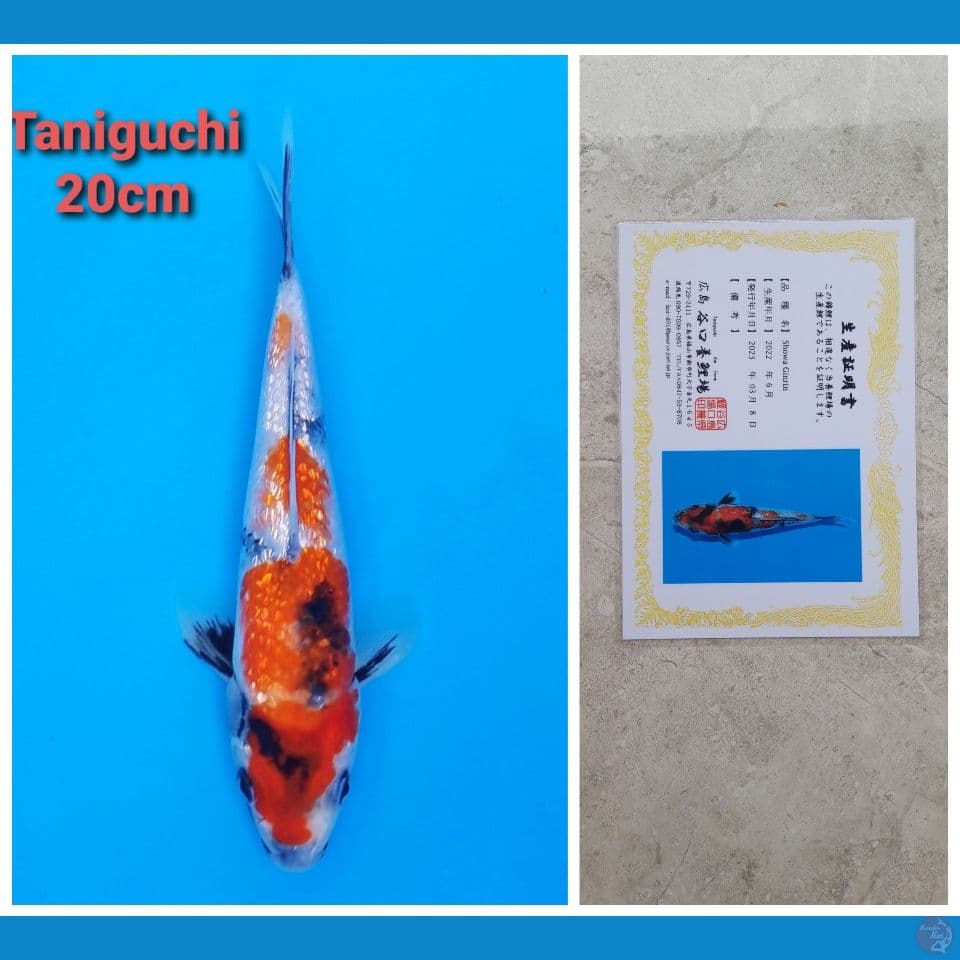 TANIGUCHI SHOWA GINRIN 20CM SERTI