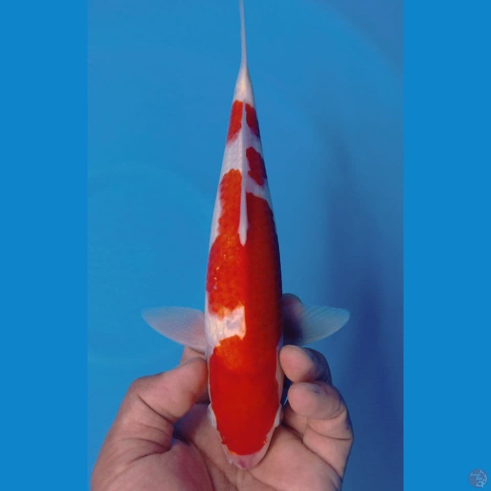 KOHAKU 28CM