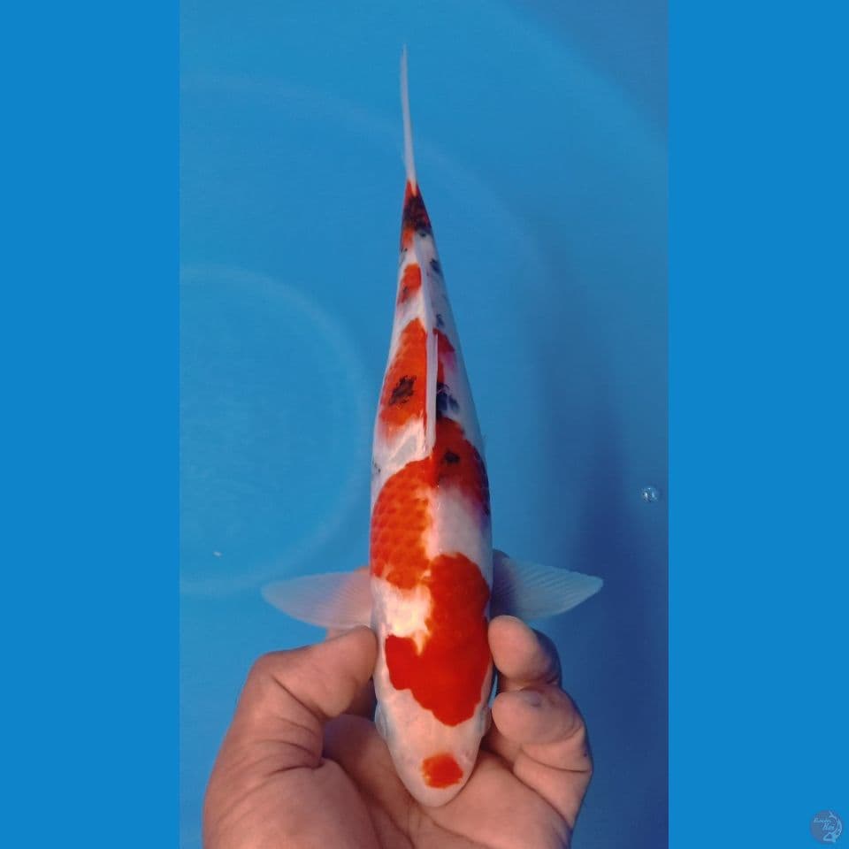 SANKE 28CM