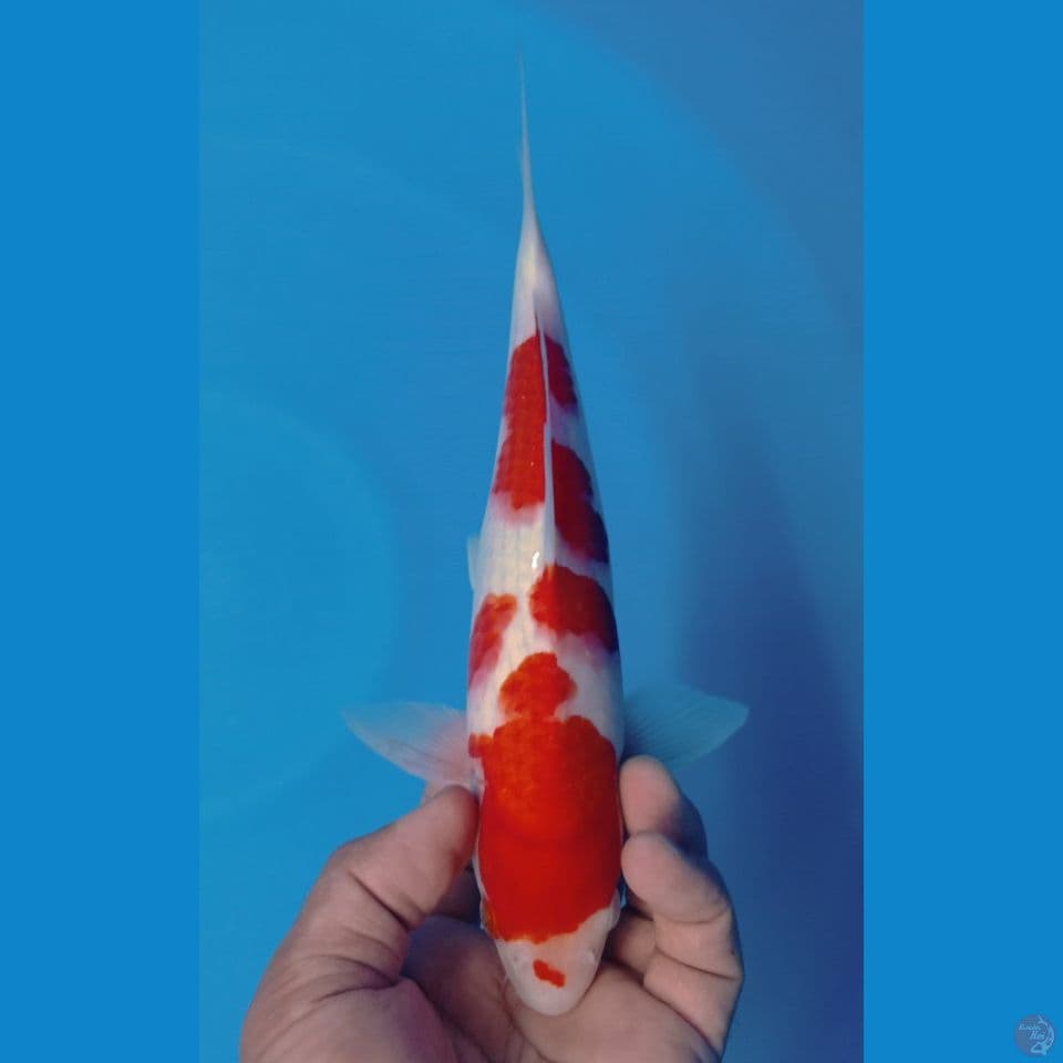 KOHAKU 28CM