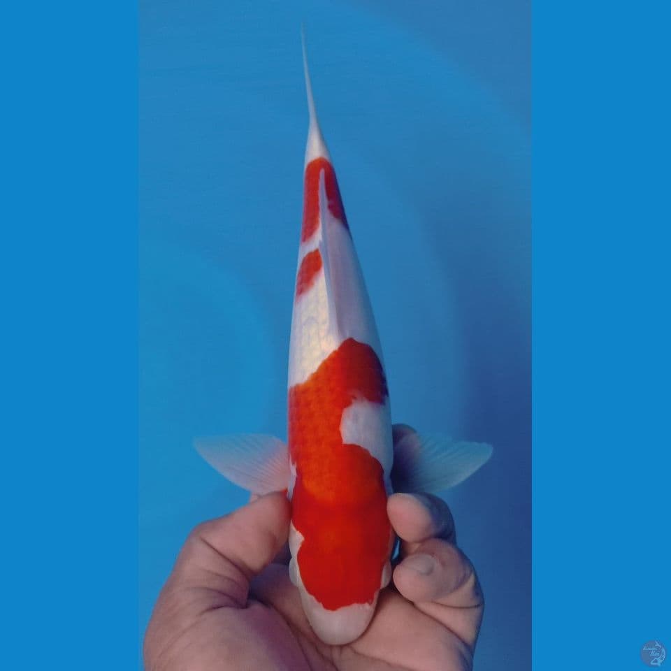 KOHAKU 30CM