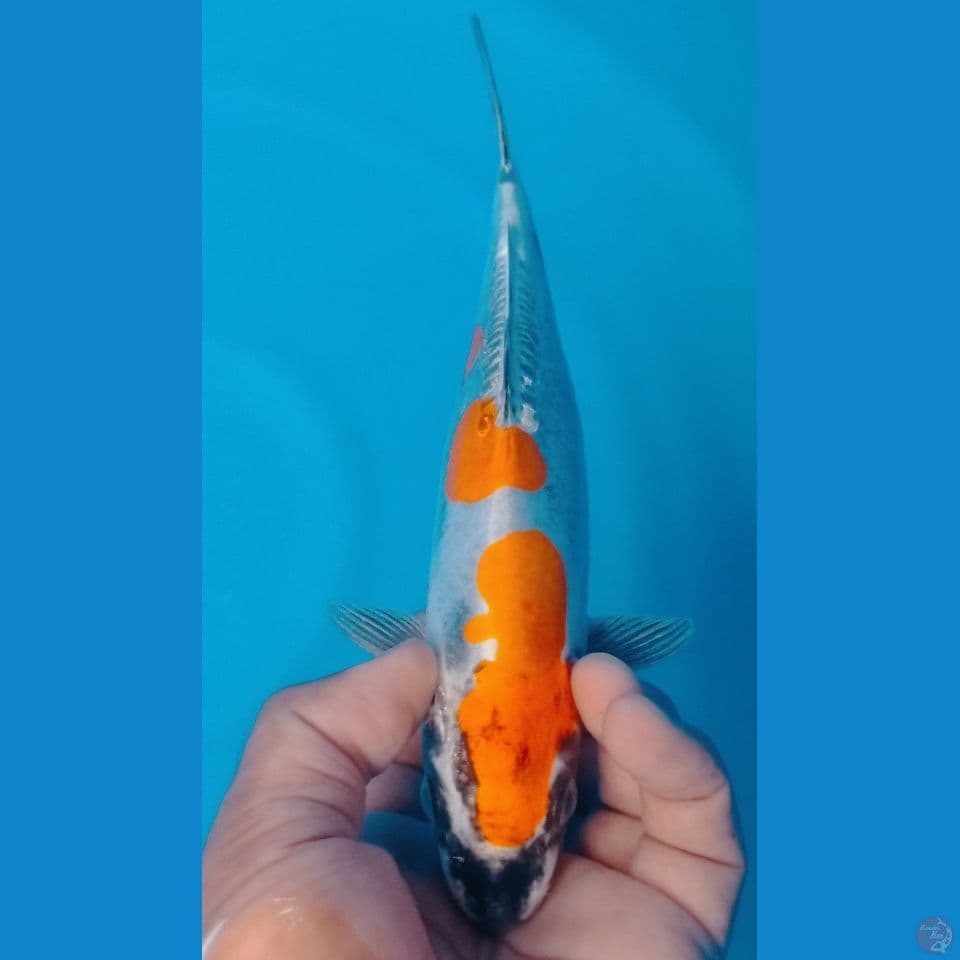 KIKO 25CM