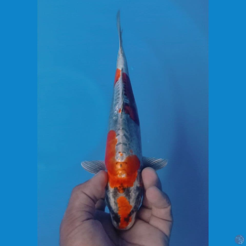KIKO 27CM