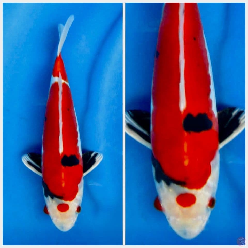 Doitsu showa murni 28cm male