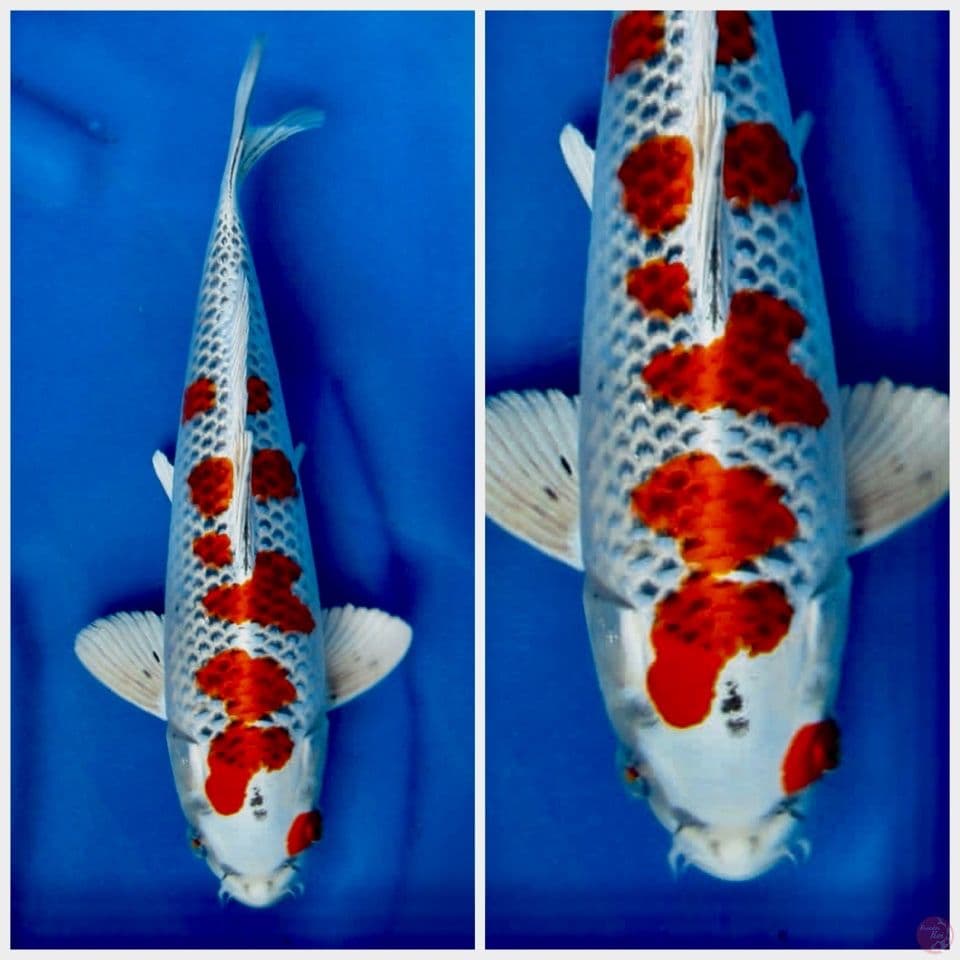 kujaku pola ori size 33cm male