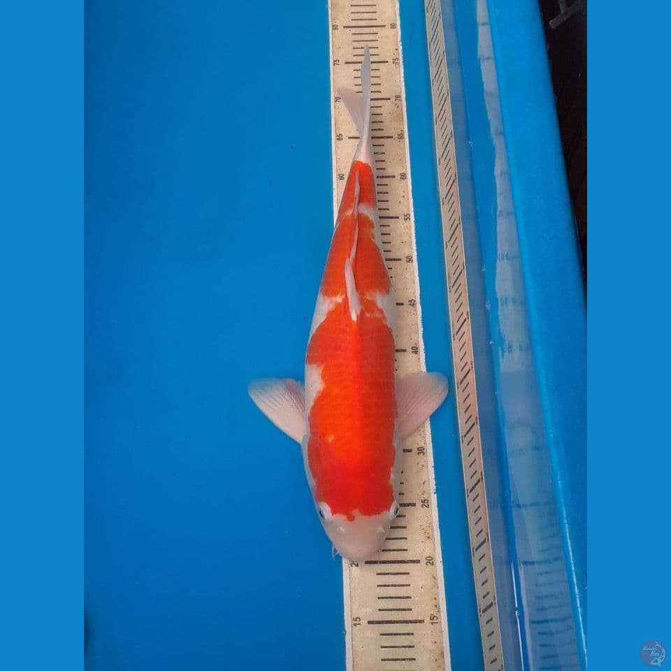 Kohaku mambo Jumbo 55