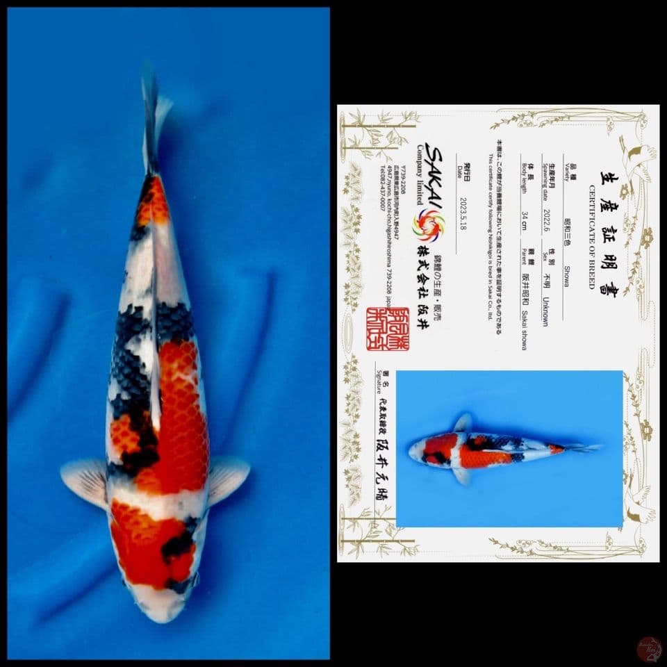 Showa sakai 40 cm male