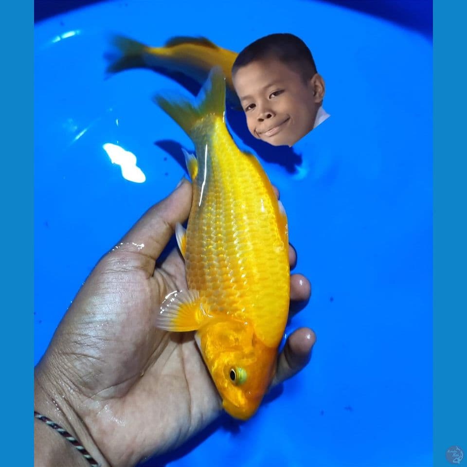 JAGUNG MANIS 20CM ~ MALE