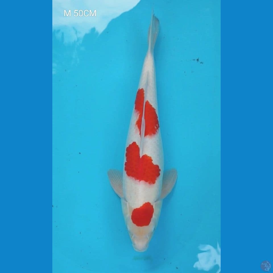50CM PEJANTAN MOULUS