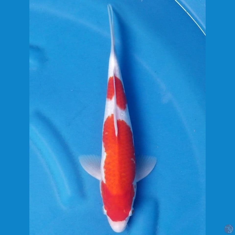 NIDAN KOHAKU 33 CM MALE
