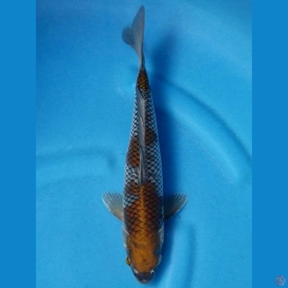 OCHIBA SHIGURE 33 CM MALE