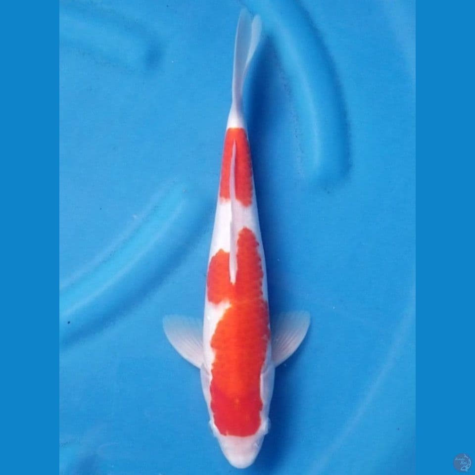 NIDAN KOHAKU 33 CM MALE