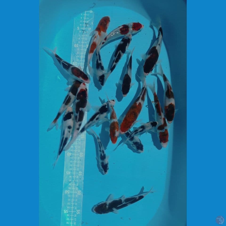 GOROMO 15'20CM