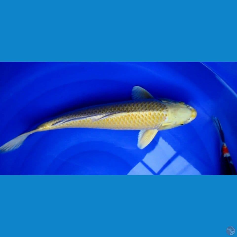 yamabuki ogon 45cm