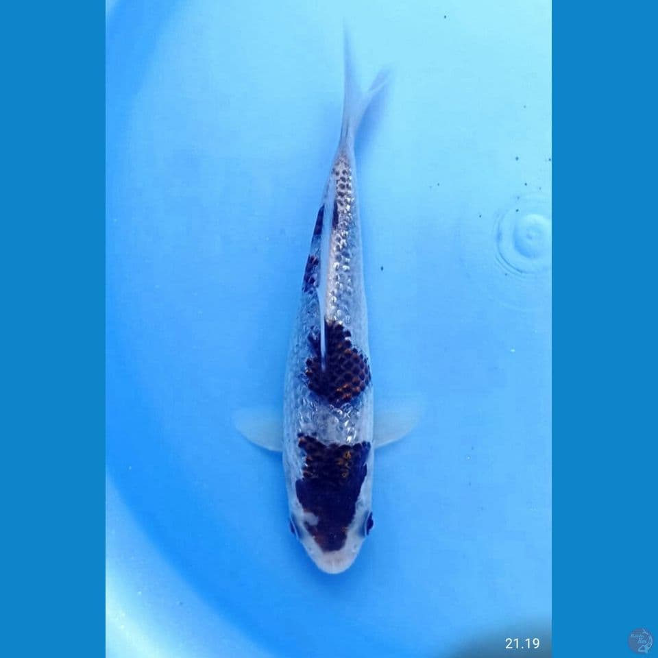 Ginrin Goromo 12cm