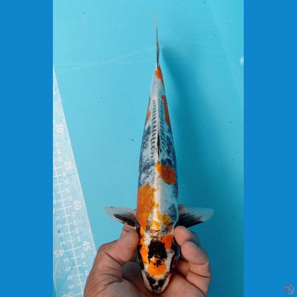 KIKO 31CM