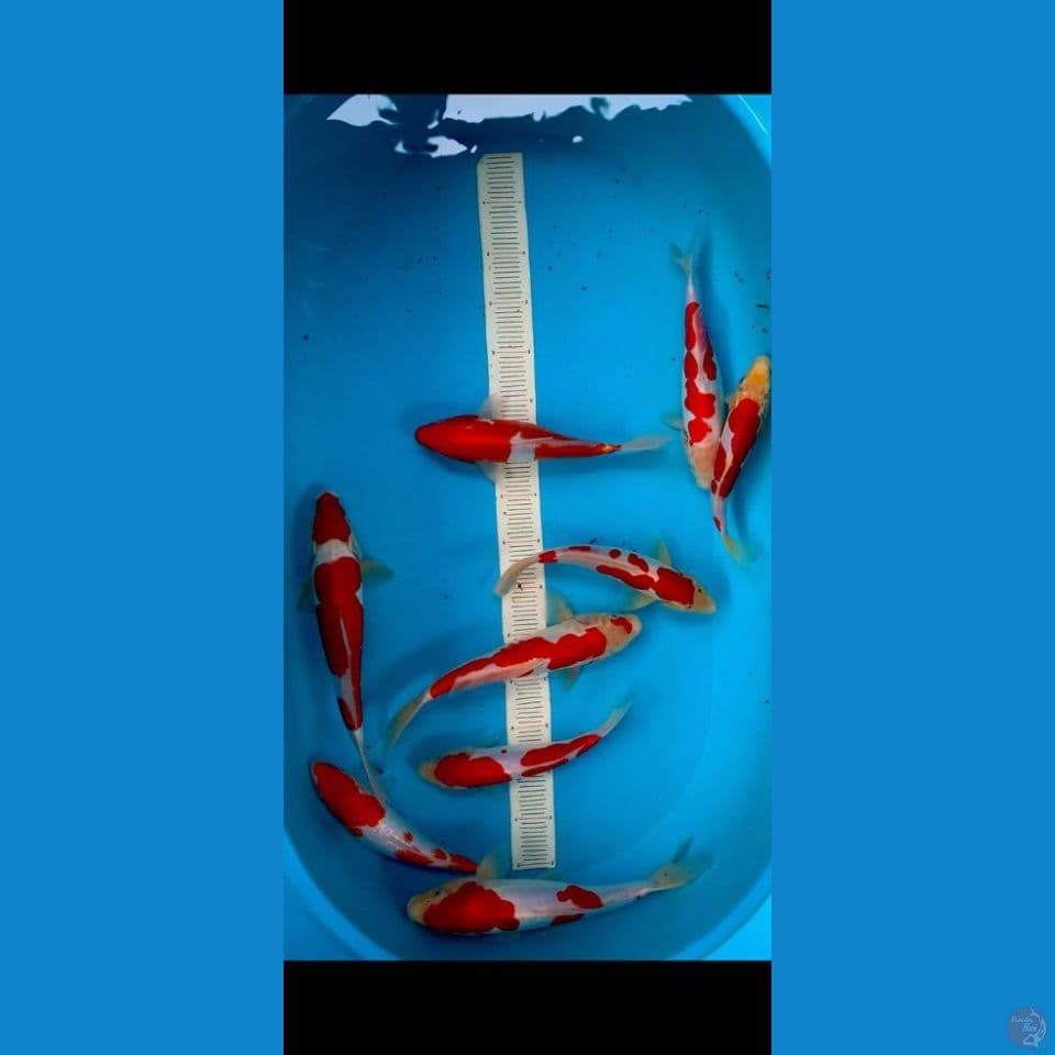 HQ- 24-32CM