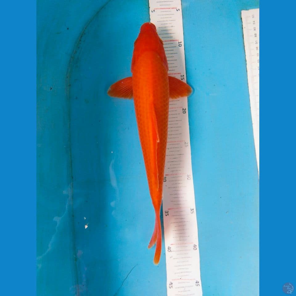 benigoi 30cm~M