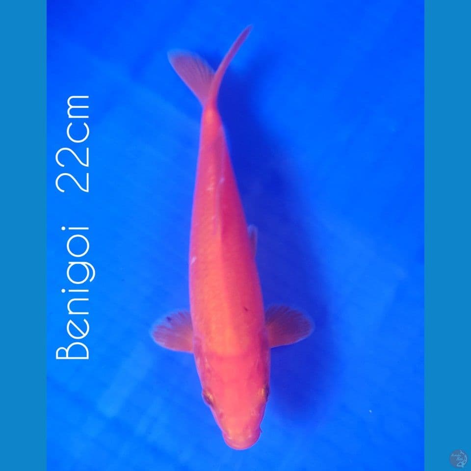 22cm Jaminan Sehat Tenan