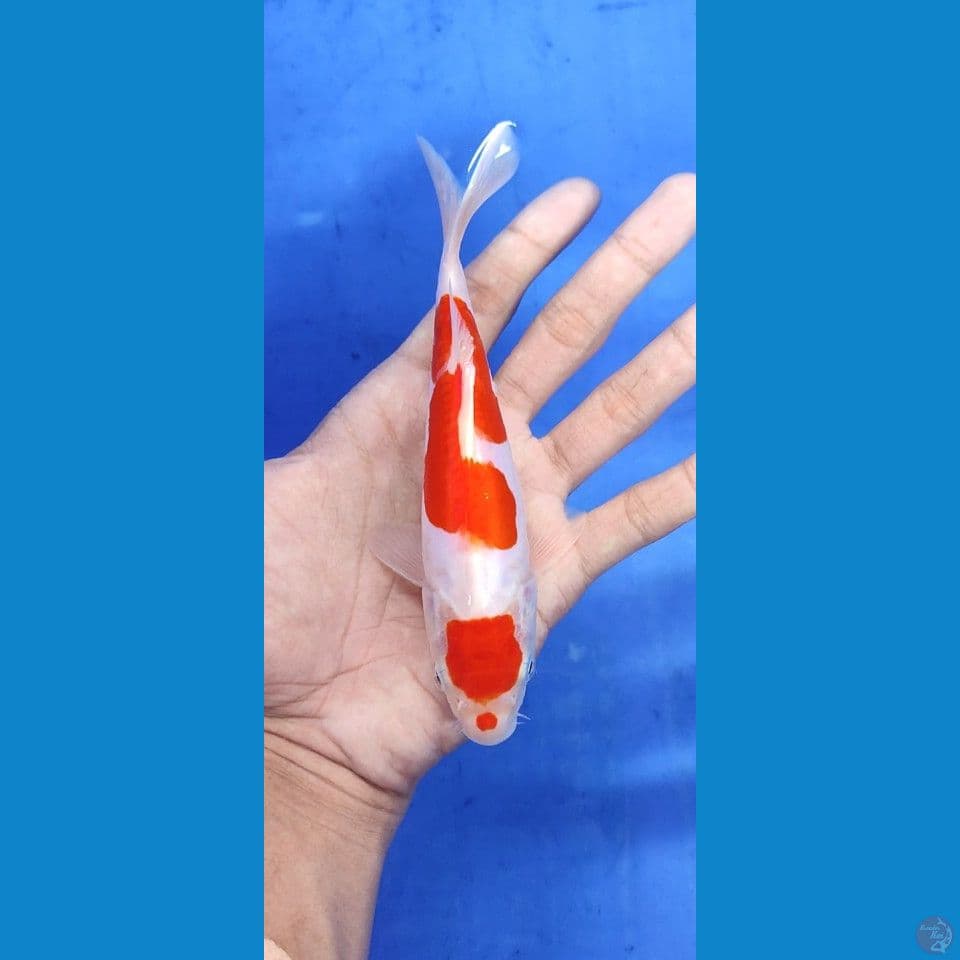 HQ doitsu kohaku -+17 cm