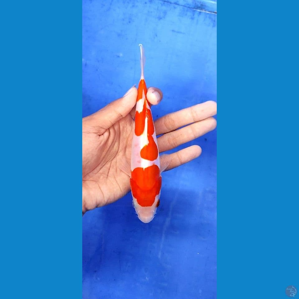 Doitsu murni -+17 cm
