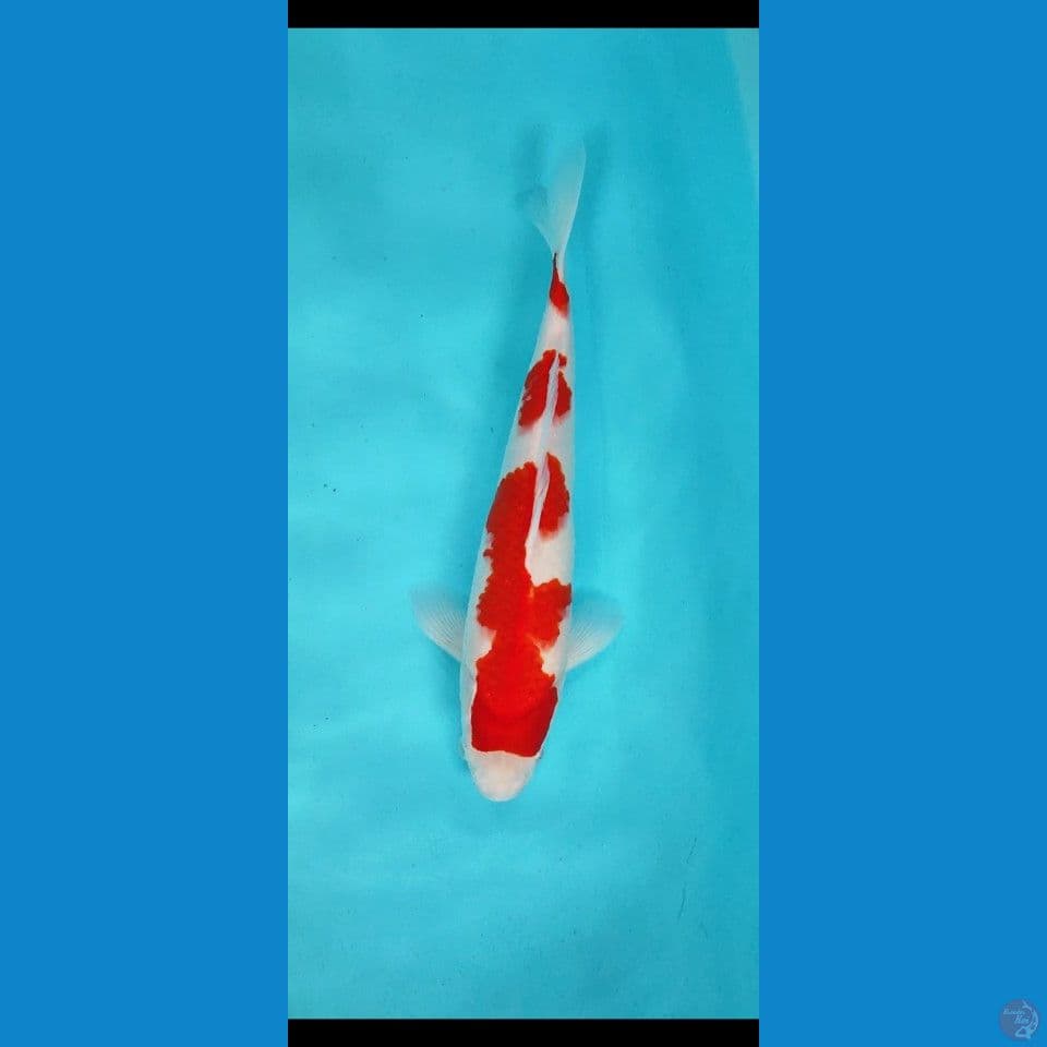 Sq kohaku original 32 cm jantan